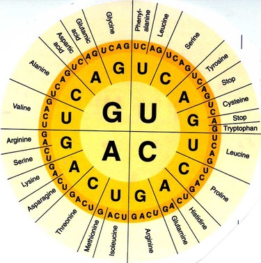 Codon Chart - Genetics 100