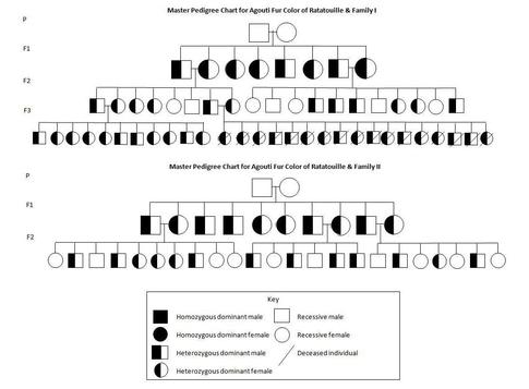What Does A Pedigree Chart Look Like
